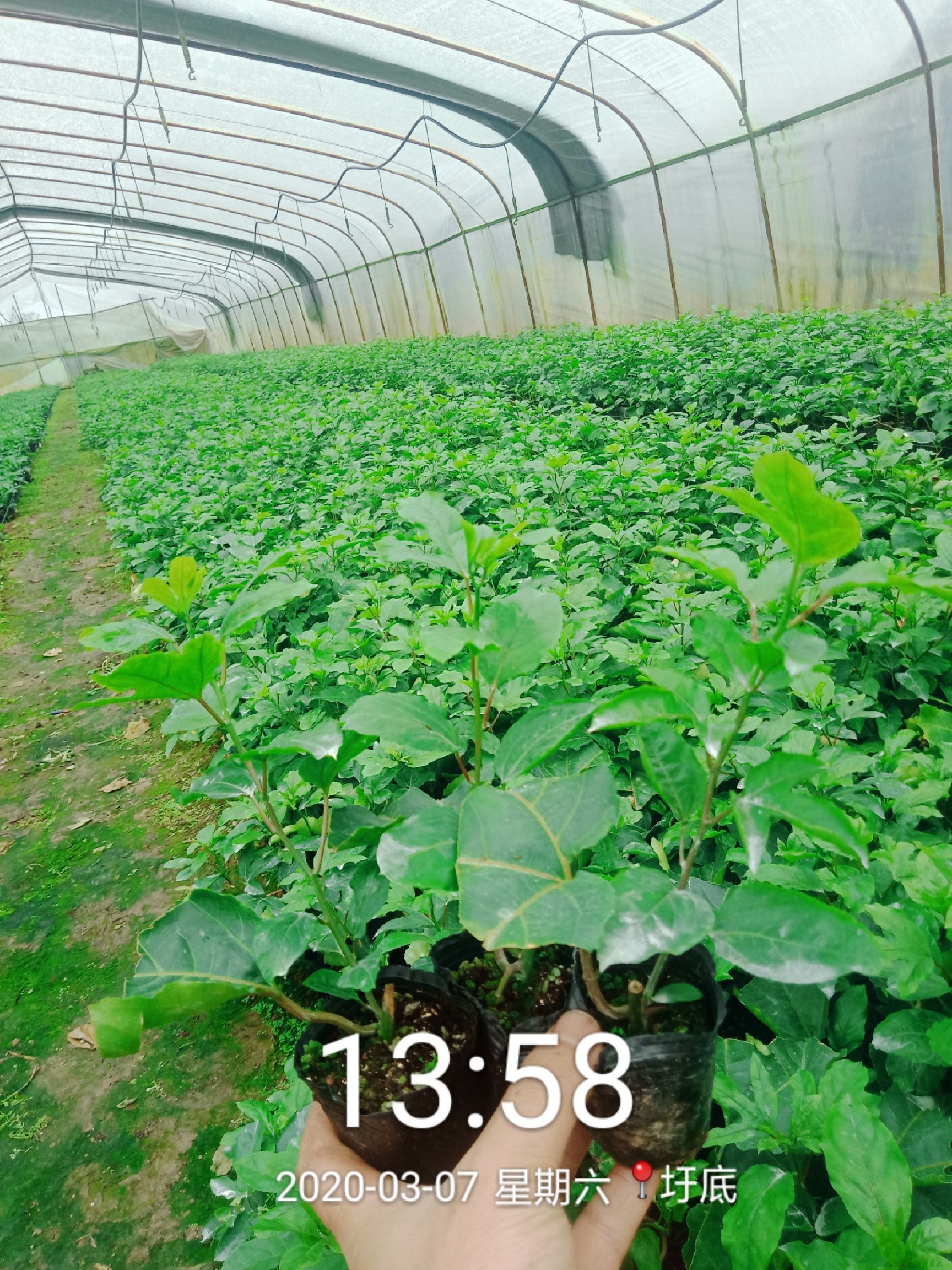 桂林罗汉果苗