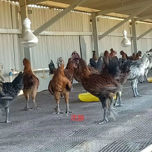 云南土鸡苗 毛脚无量山土鸡