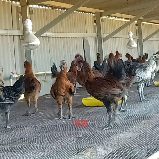 昆明云南土鸡苗 毛脚无量山土鸡