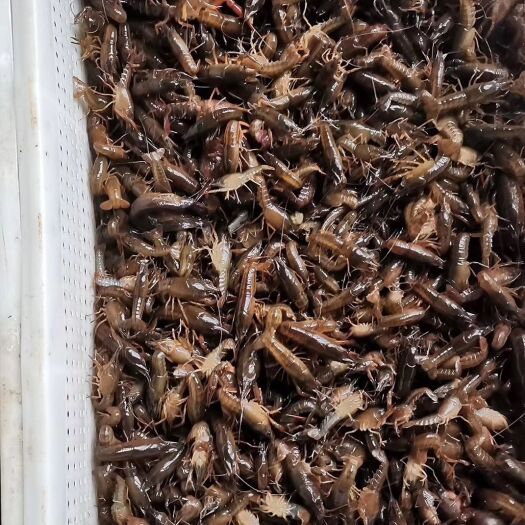 洪湖市小龙虾苗