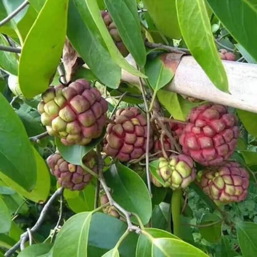灵山县粉红黑老虎苗  带土带叶长寿果树苗布福娜种苗种植爬藤水果苗