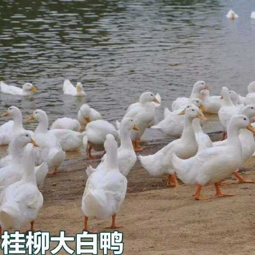南宁 桂柳大白鸭苗，麻鸭青头鸭白番鸭半番鸭黑番鸭苗
