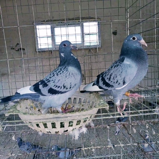 白水县信鸽子销售