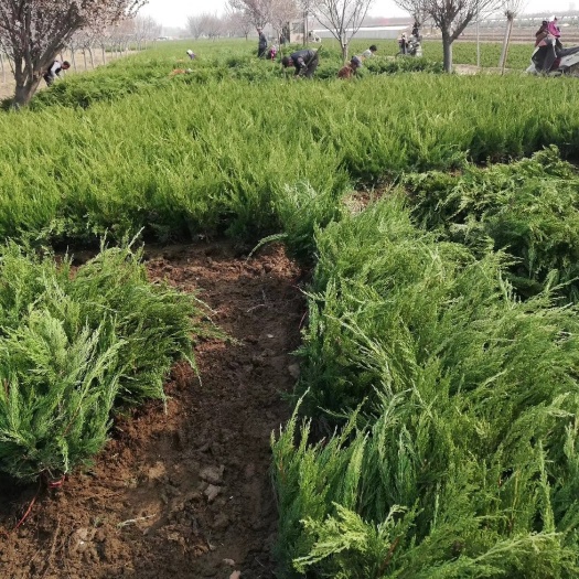 泰安圆枝侧柏 优质龙柏工程苗，量大从优，质量好价格低