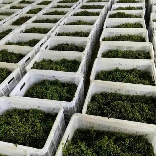 重庆市 重庆厂家直销花椒筐塑料周转筐水果蔬菜筐 熟胶塑料筐坚固耐磨
