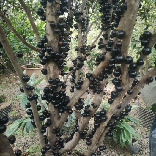 漳州嘉宝果苗  树葡萄（嘉宝果） 福建种植基地直销 各种品种