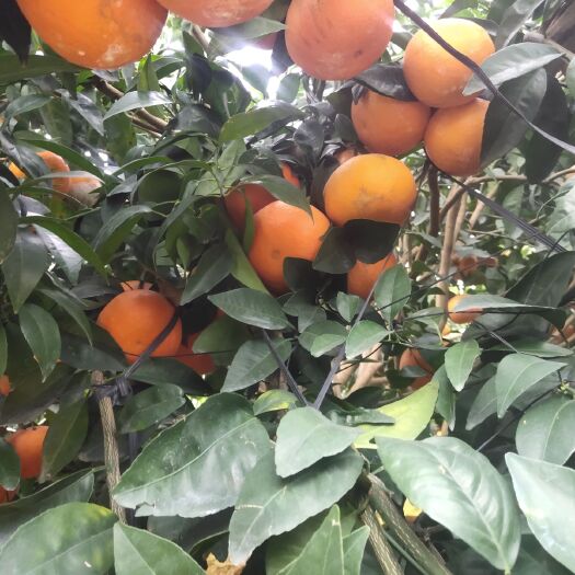 南宁《广西武鸣沃柑》大量开园，红度好，口感靓，拥有各种规格的货源