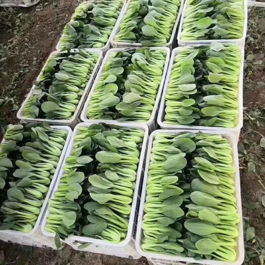 如东县上海青 10~15cm