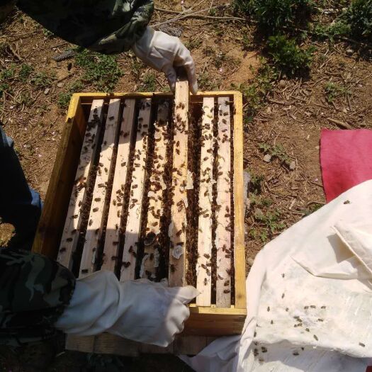 宜良县中蜂 优质群出售，90一脾，蜂群健康，蜜多，需自提