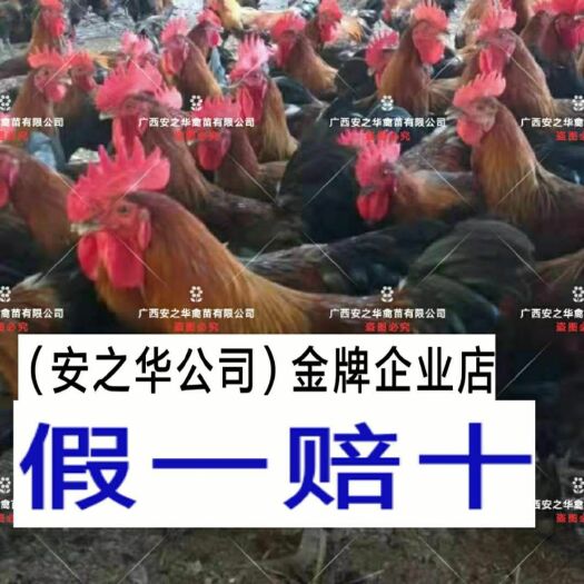 南宁瑶鸡苗，承诺:假一赔十