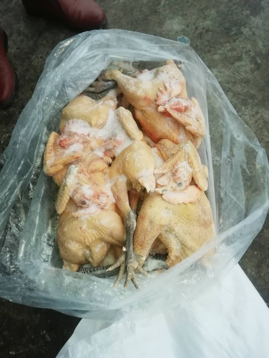 青脚麻鸡 纯干无水，现货供应