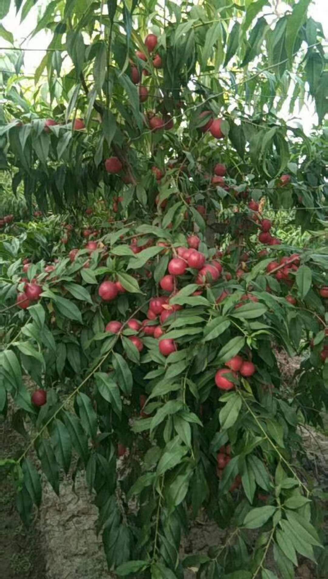 珍珠枣油桃树苗 南方北方种植 盆栽地栽