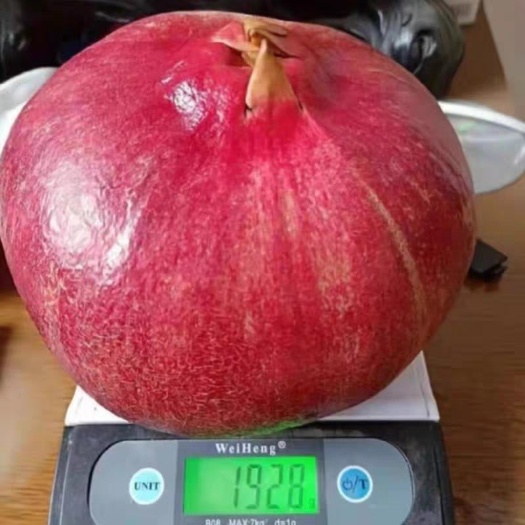 平邑县蒙阳红石榴苗 巨粒石榴苗，果大甘甜，抗寒耐热脱毒抗病虫害，包结果死苗补发