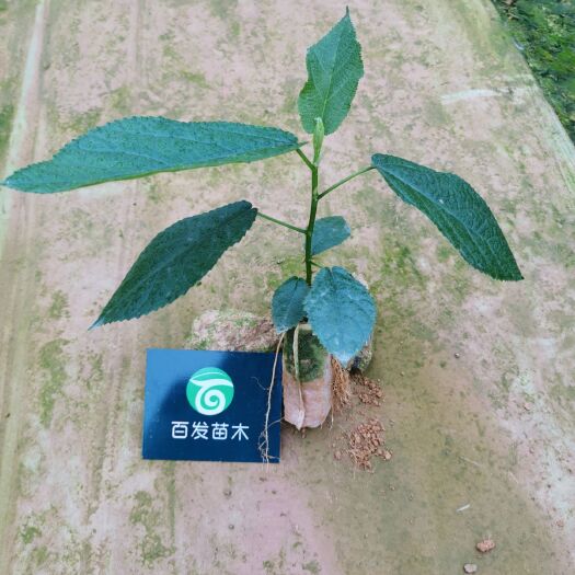 灵山县优质五指毛桃苗，大型基地直供，品种纯正