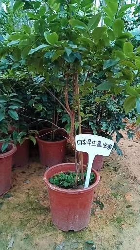 灵山县嘉宝果苗
