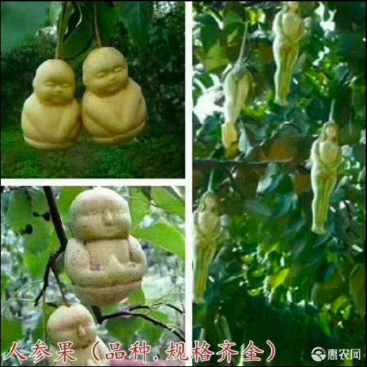 灵山县 人参果苗正宗新品人参果树苗嫁接苗带原土带杯子带叶子发货包成活