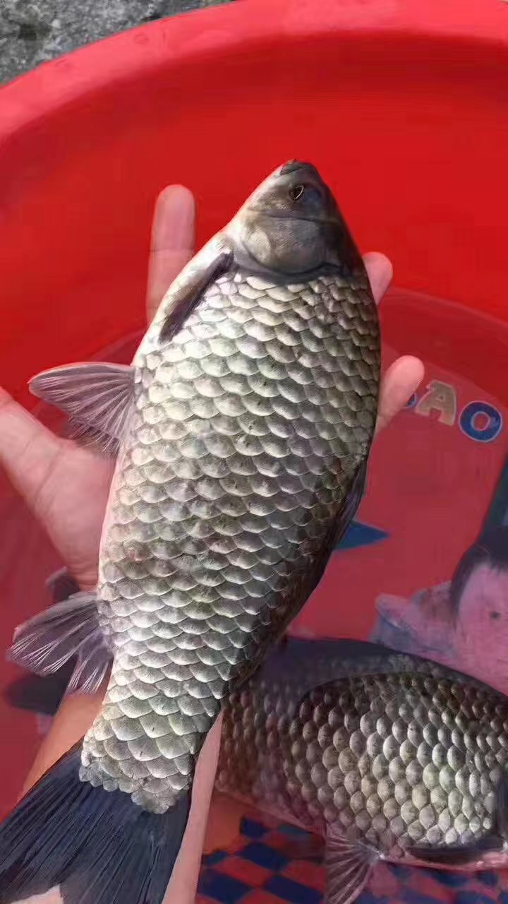  鲫鱼苗  土鲫鱼苗  东北鲫鱼苗  各品种鲫鱼苗+供应水花
