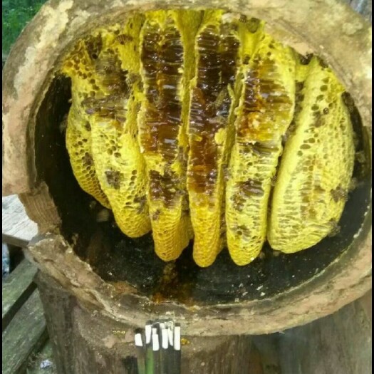 荥经县百花密  土蜂蜜