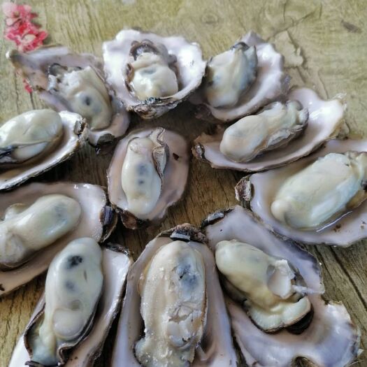 威海乳山牡蛎 海边直邮  保证新鲜