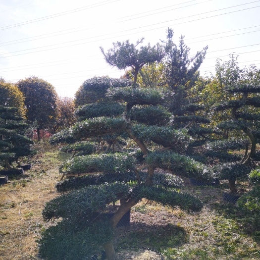 成都 罗汉松造型罗汉松川派盆景
