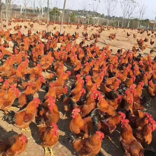 衡南县 良凤花鸡苗