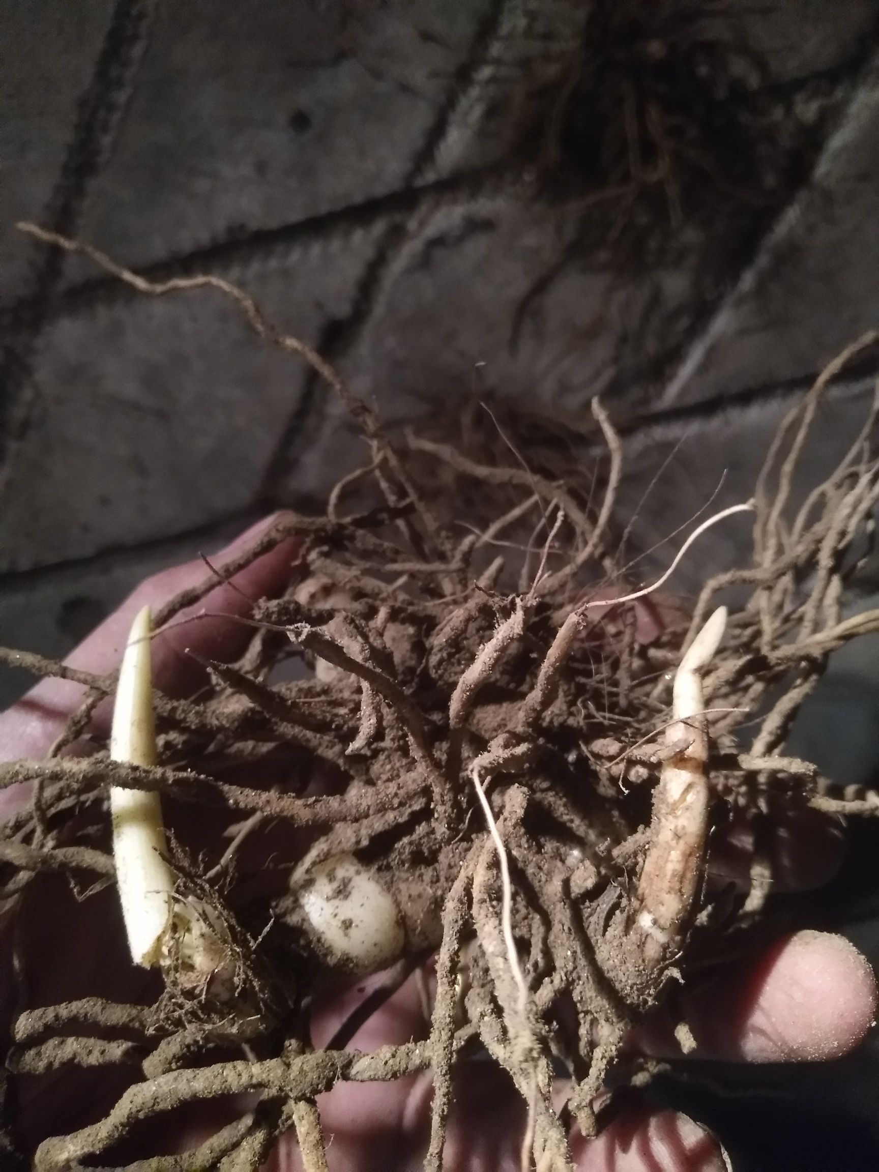  四川白芨块茎白芨种苗三叉紫叶白及苗