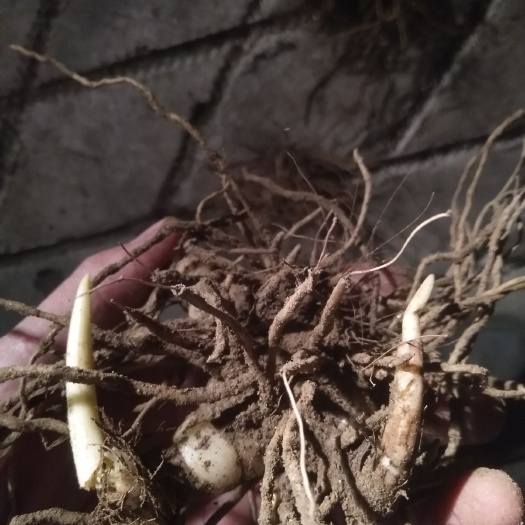  四川白芨块茎白芨种苗三叉紫叶白及苗