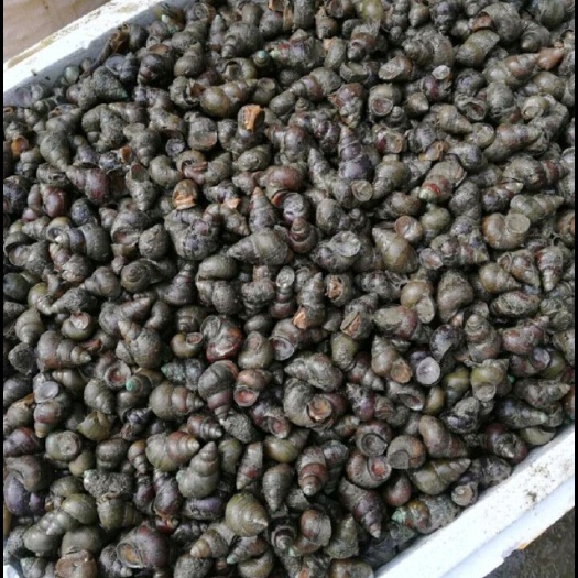 阜阳 新鲜淡水螺丝，刀鱼
