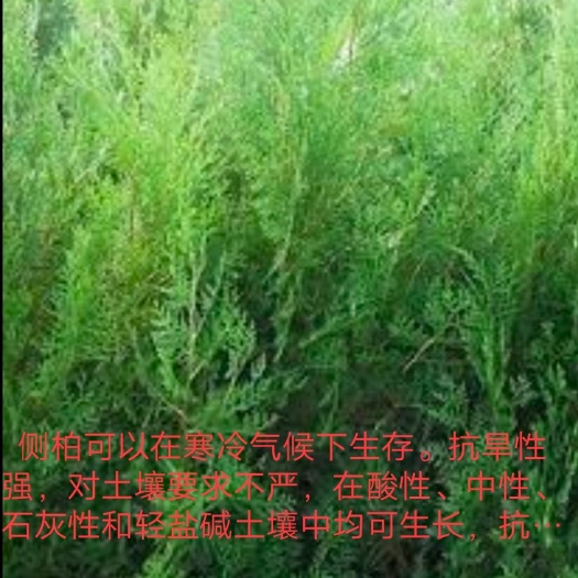 莒南县圆枝侧柏  成活率高  成本低  选侧柏
