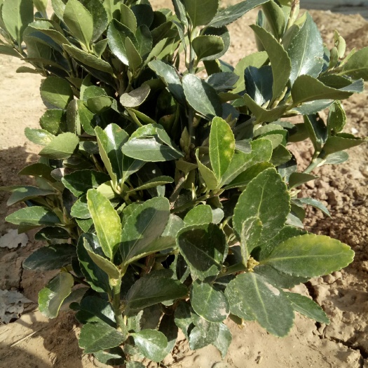 顺平县 大量出售冬青黄杨树苗