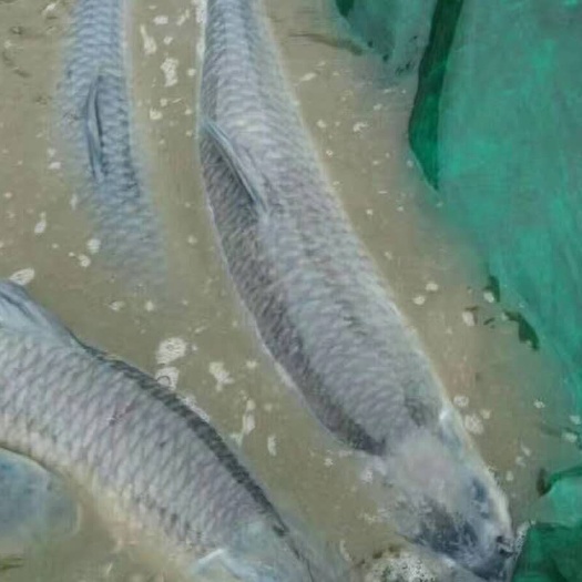 广州 青鱼苗  螺丝青鱼苗  黑皖鱼苗+自孵水花