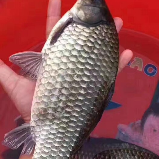 广州 鲫鱼苗  土鲫鱼苗  东北鲫鱼苗  各品种鲫鱼苗+供应水花