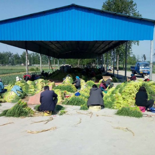 邳州市网袋 邳州蒜苔