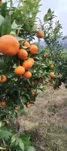 兴安县广西武鸣沃柑一件代发