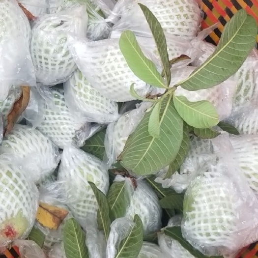惠东县 红心番石榴，