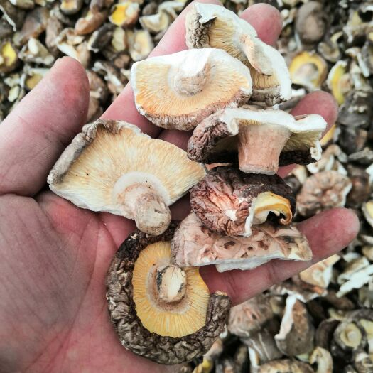香菇碎片香菇干货