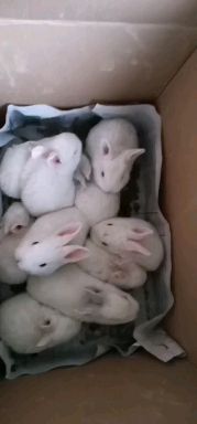  獭兔 ，獭兔幼兔，肉兔幼兔，肉兔比利时兔子