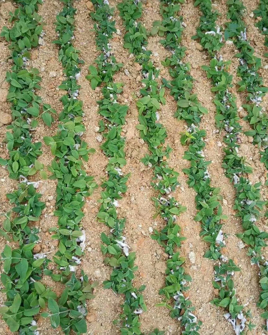 湘蕾一号金银花苗  湘蕾一号苗 第二代金银花王嫁接种苗