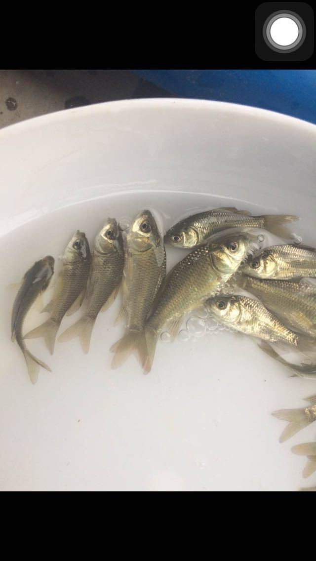 鲫鱼苗  中科3、5号鲫鱼苗  各品种鲫鱼苗+供应水花