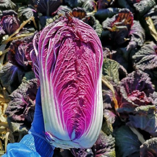 莱阳市紫白菜种子  紫裔白菜种子包装1000粒