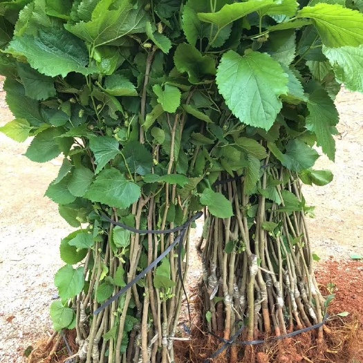 灵山县四季大果桑苗