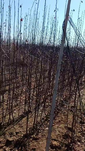 保定鲁丽苹果苗 1~1.5米