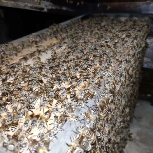 贞丰县中蜂 出售优质蜂群