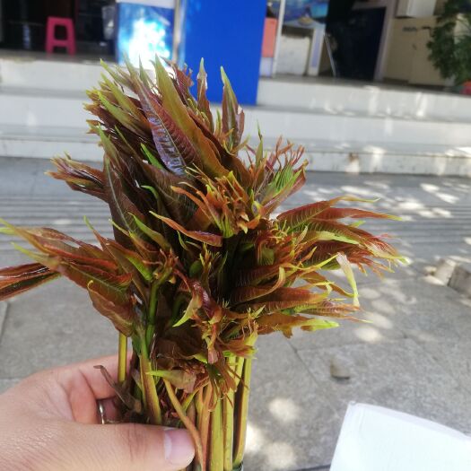 丘北县红香椿芽 云南省文山州丘北红香椿