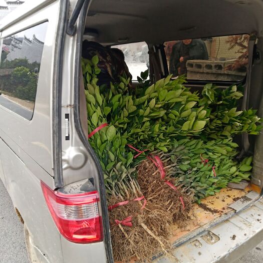秀山纽荷尔脐橙苗 嫁接苗 0.5~1米
