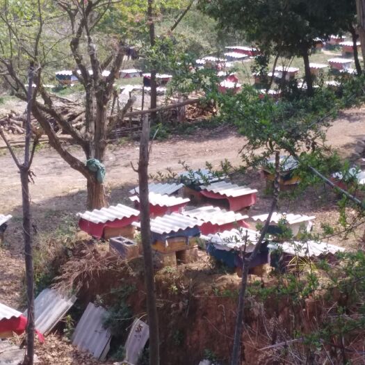 宜良县中华蜜蜂  优质云南中蜂群出售宜良狗街段子凹村