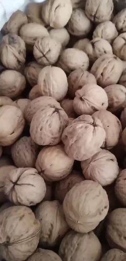  纸皮核桃