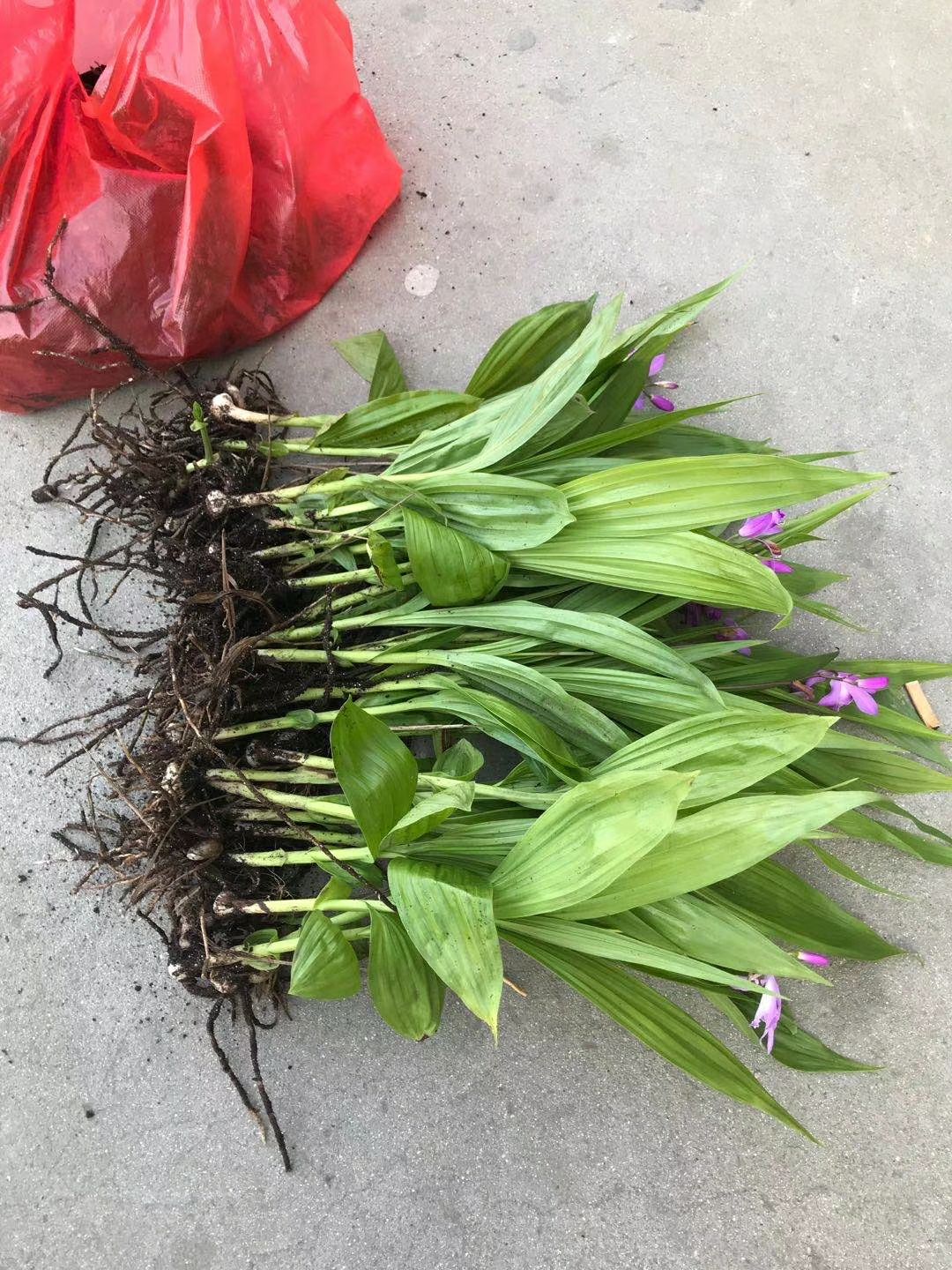  四川白芨块茎白芨种苗三叉紫叶白及苗