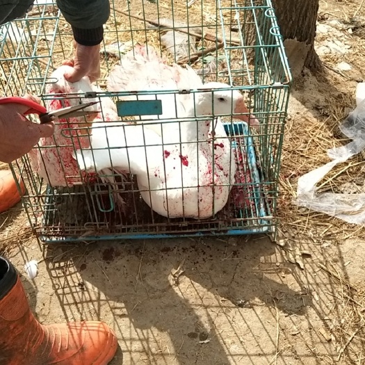 新沂市 15个月泰州杂大白鹅，超级性价比