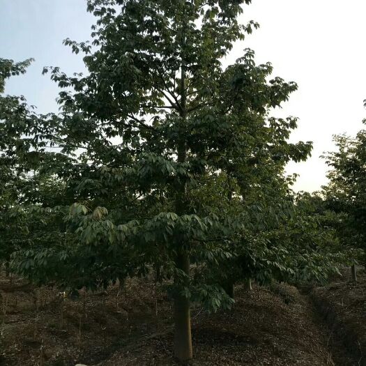 中山市大腹木棉 5米以上